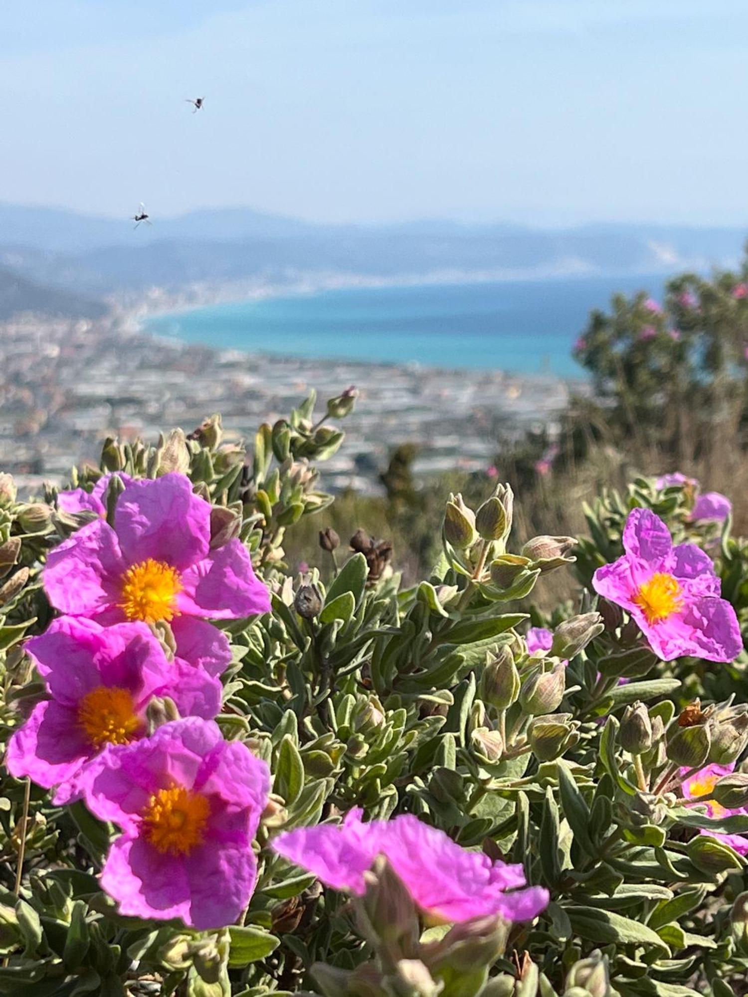 Le Torri Riviera Holiday Αλμπένγκα Εξωτερικό φωτογραφία